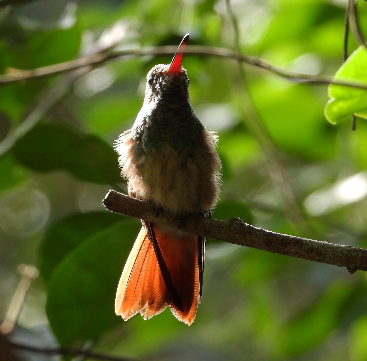 Buff-bellied Hummingbird - ML613531841