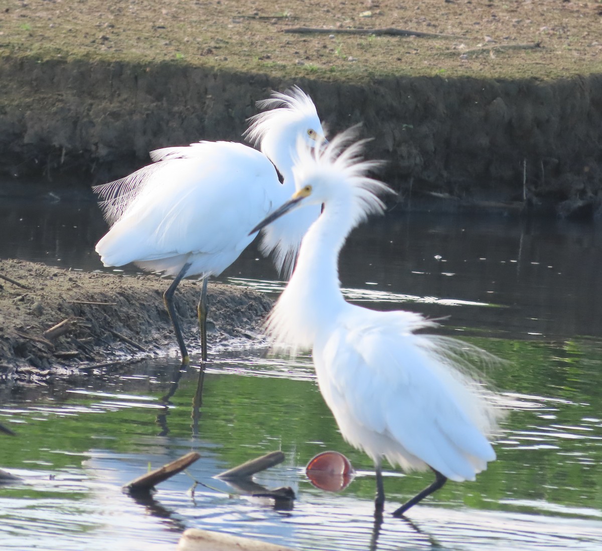 Snowy Egret - ML613531860