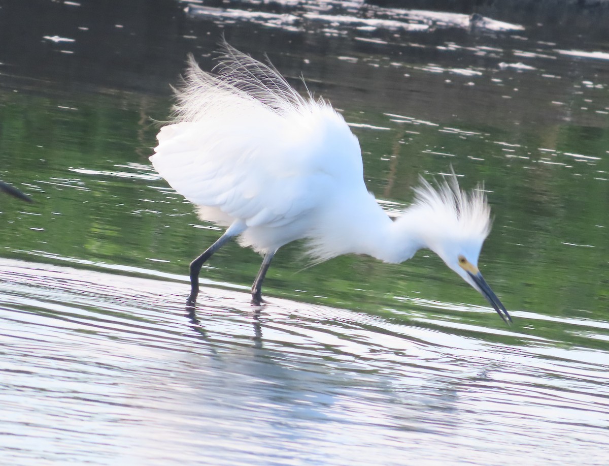 Snowy Egret - ML613531861