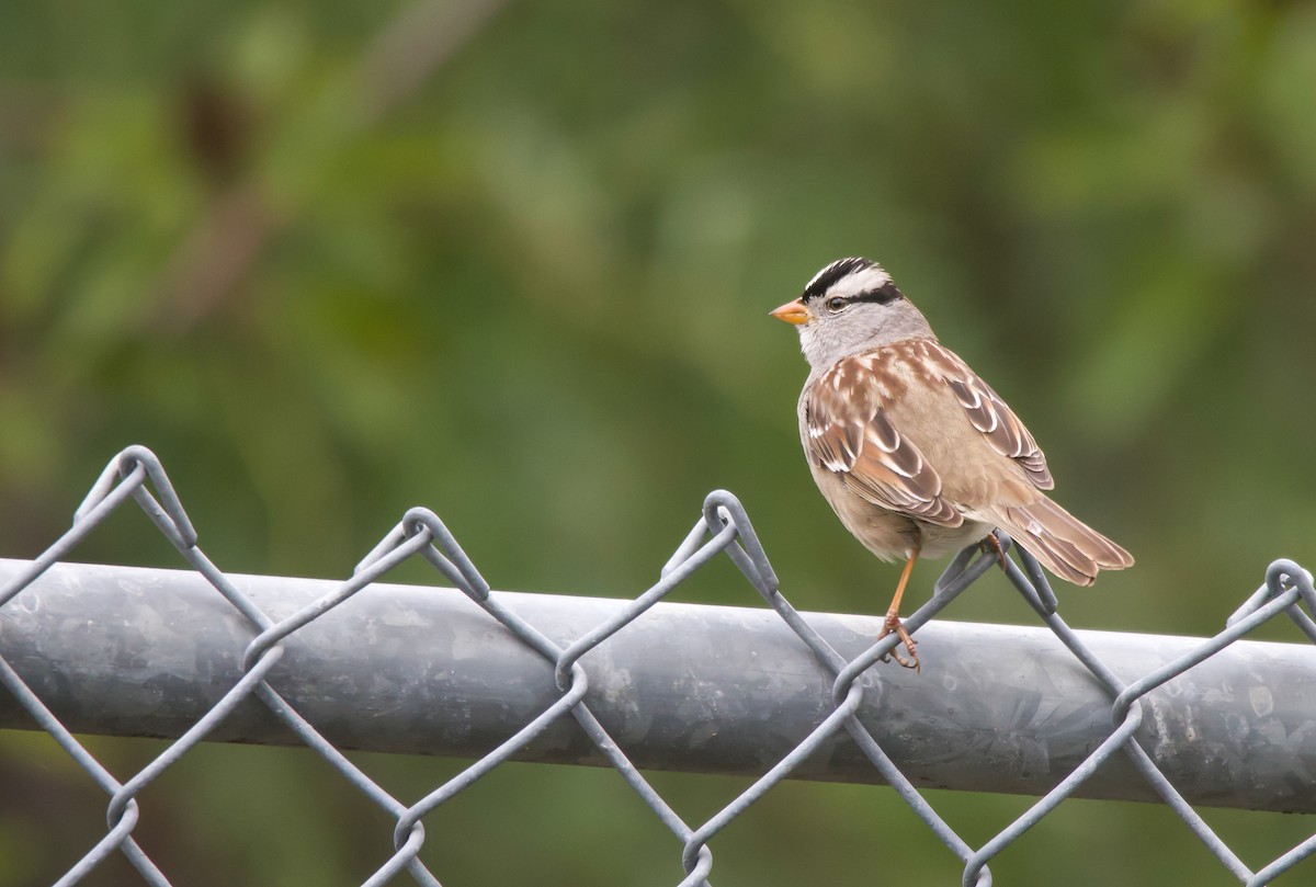 White-crowned Sparrow - ML613531909