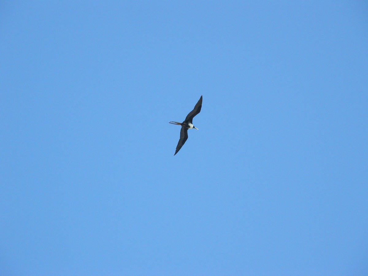 Magnificent Frigatebird - ML613531939