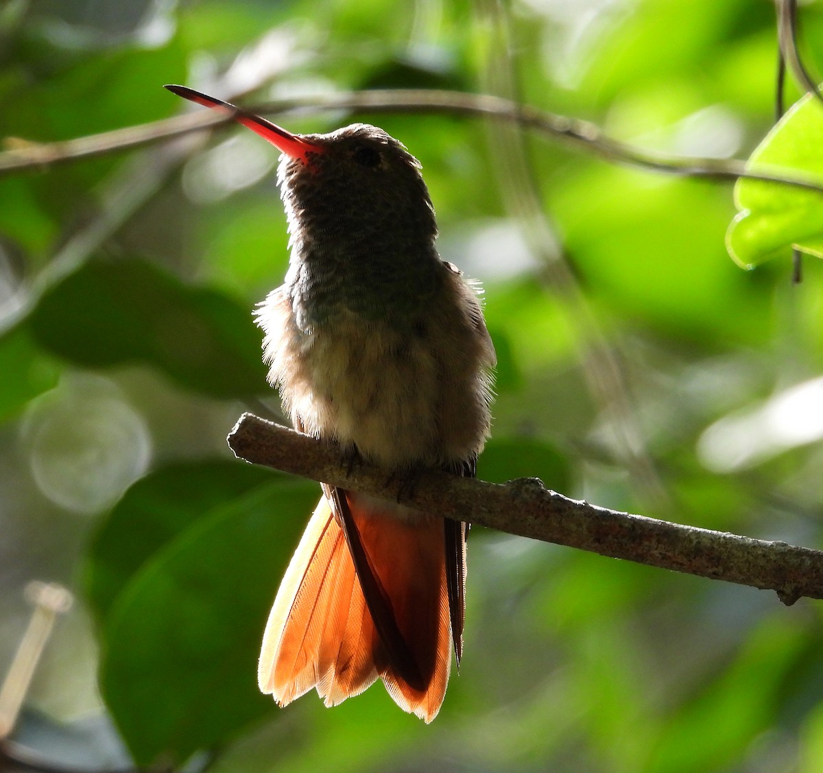 kolibřík yukatanský - ML613531953