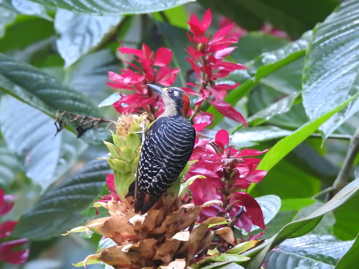 Black-cheeked Woodpecker - ML613532094