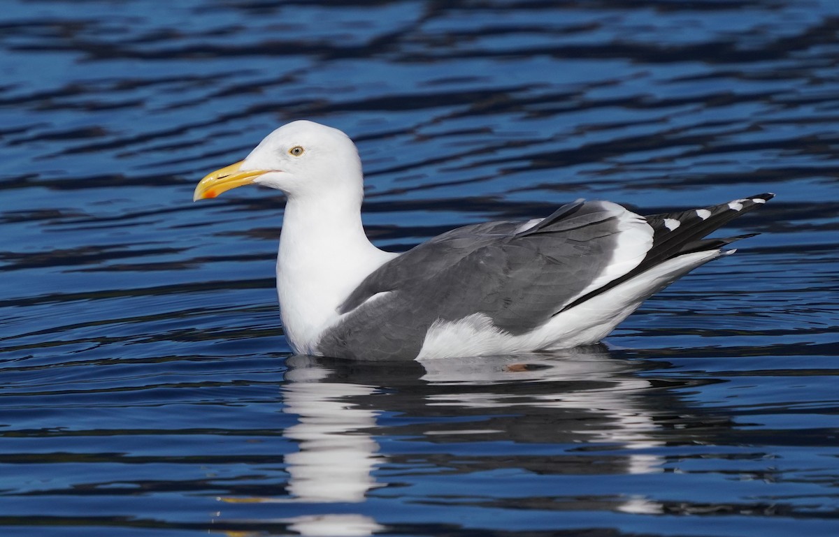 Gaviota Occidental - ML613532133