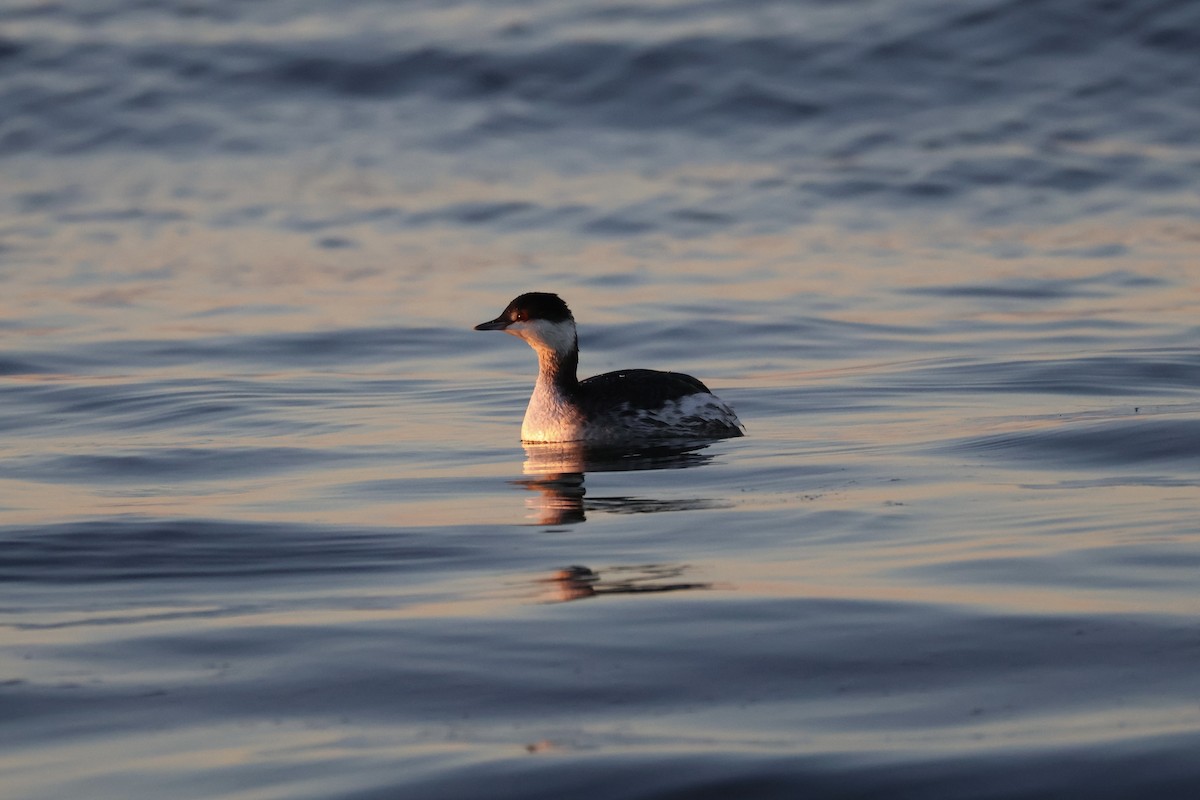 Horned Grebe - ML613532147