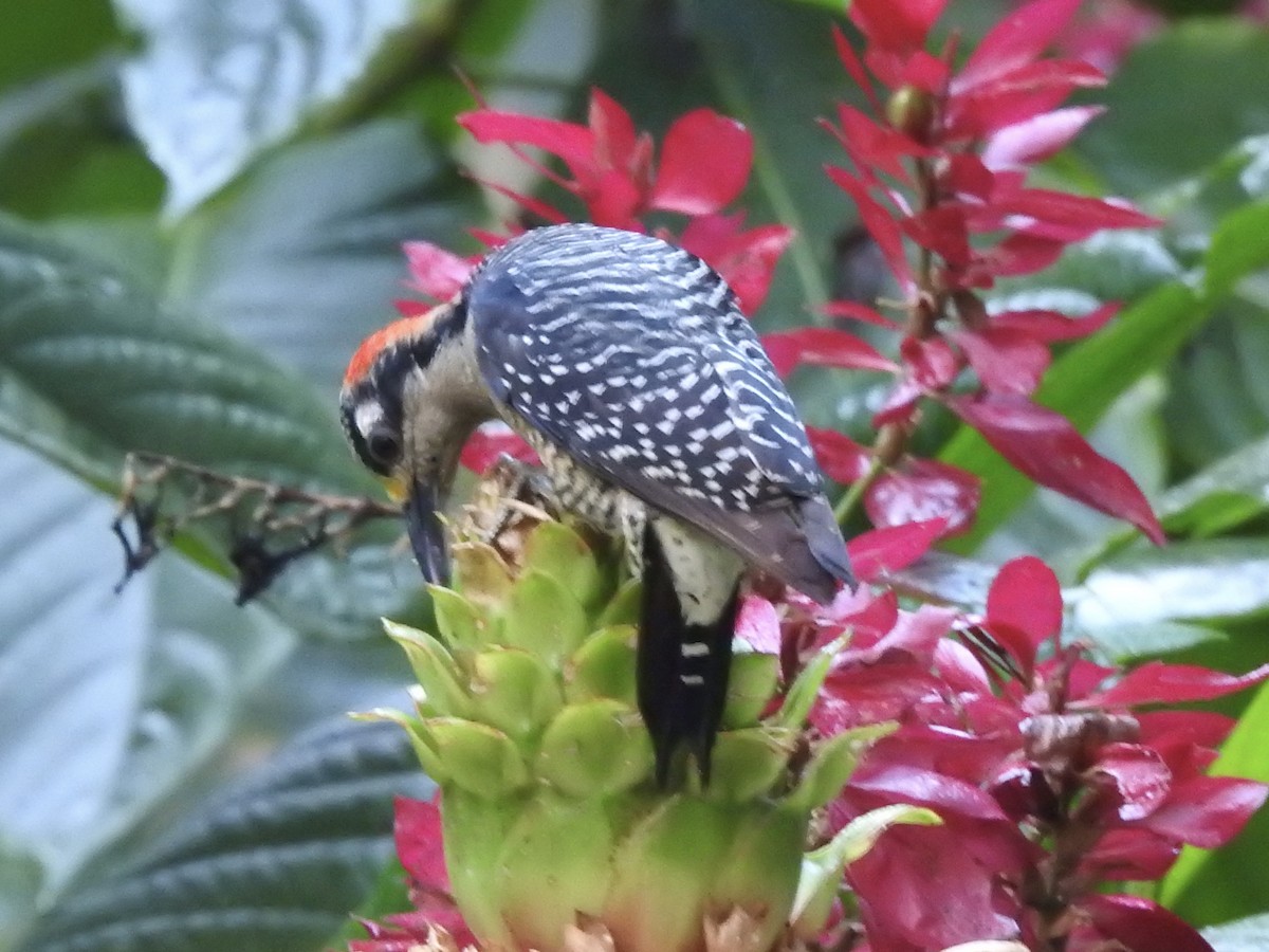 Black-cheeked Woodpecker - ML613532150