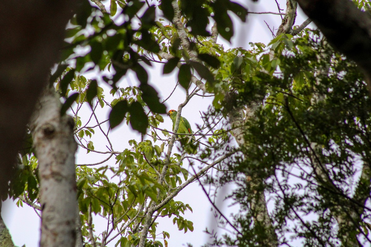 Red-browed Parrot - ML613532151