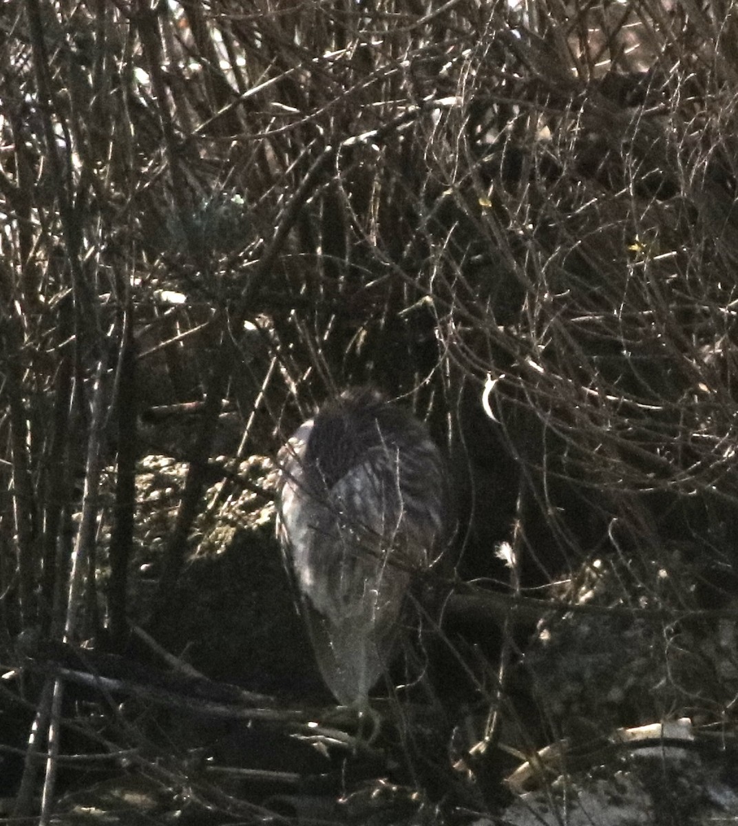 Black-crowned Night Heron - ML613532169