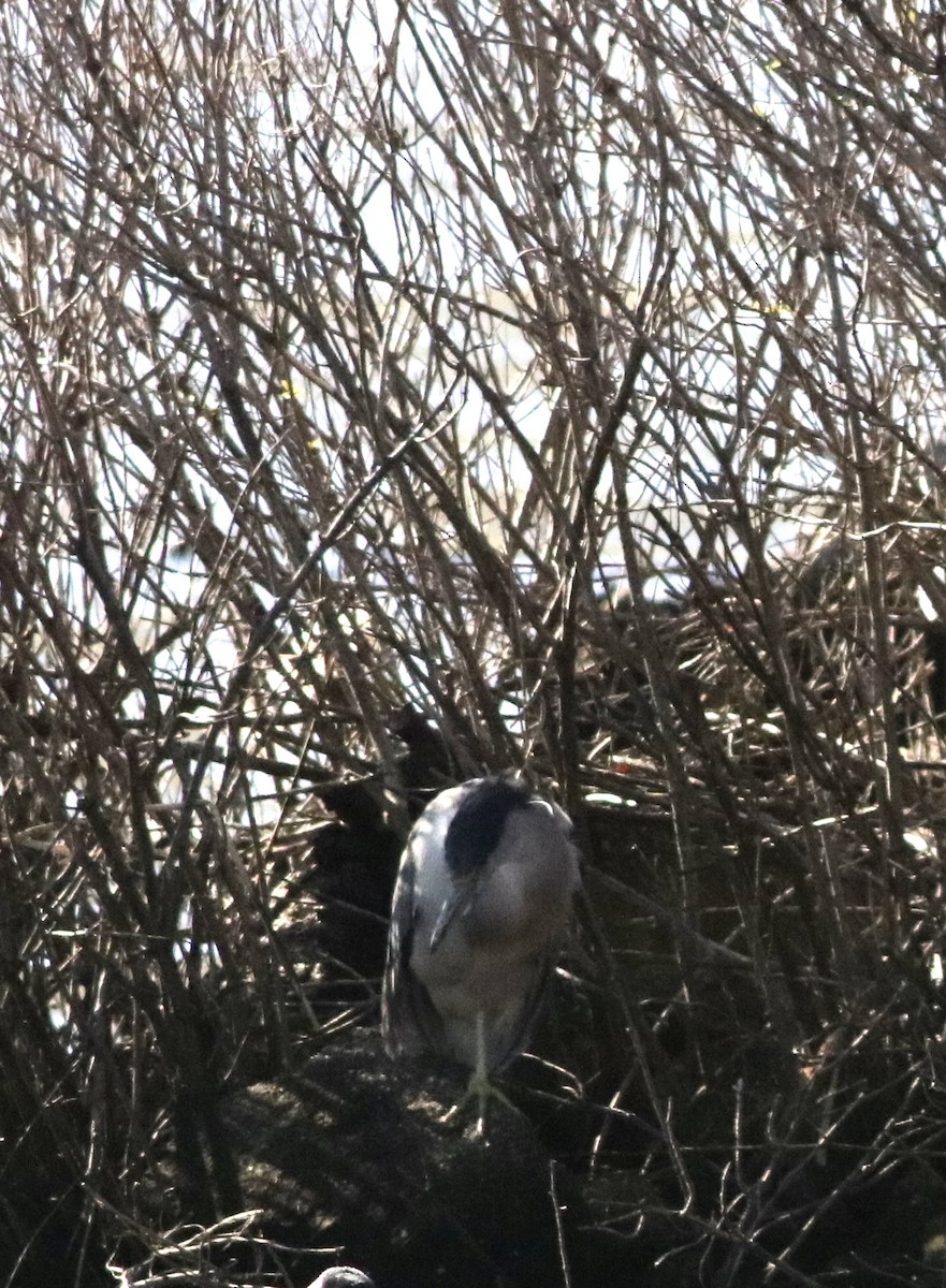 Black-crowned Night Heron - ML613532171