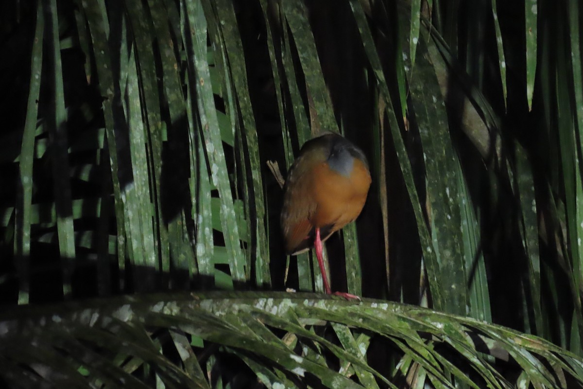 Gray-cowled Wood-Rail - ML613532200