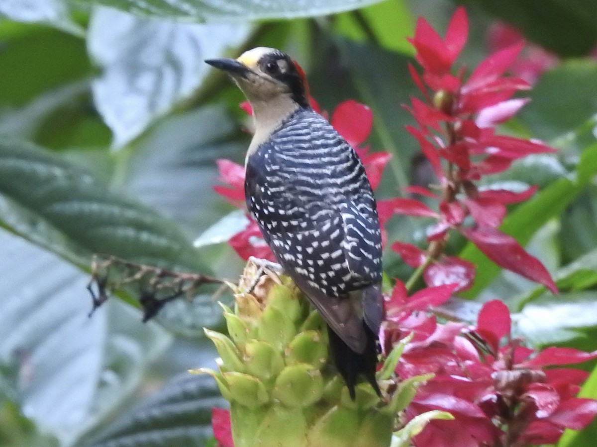 Black-cheeked Woodpecker - ML613532201