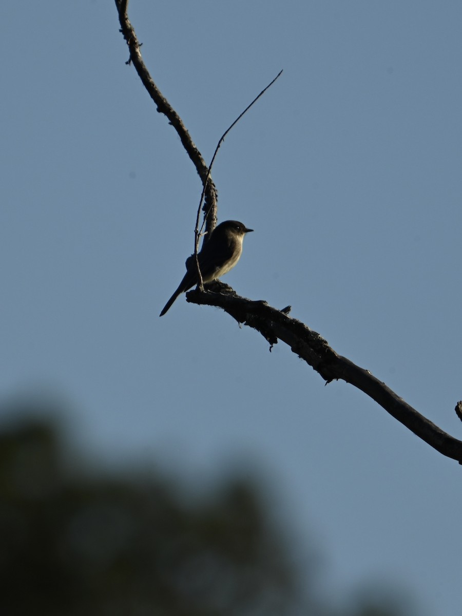 Eastern Phoebe - ML613532207