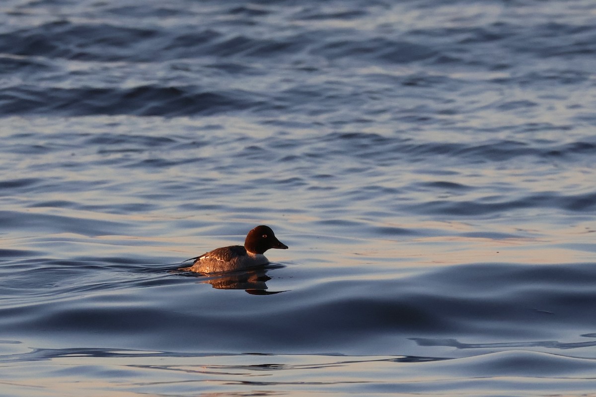 Common Goldeneye - ML613532213