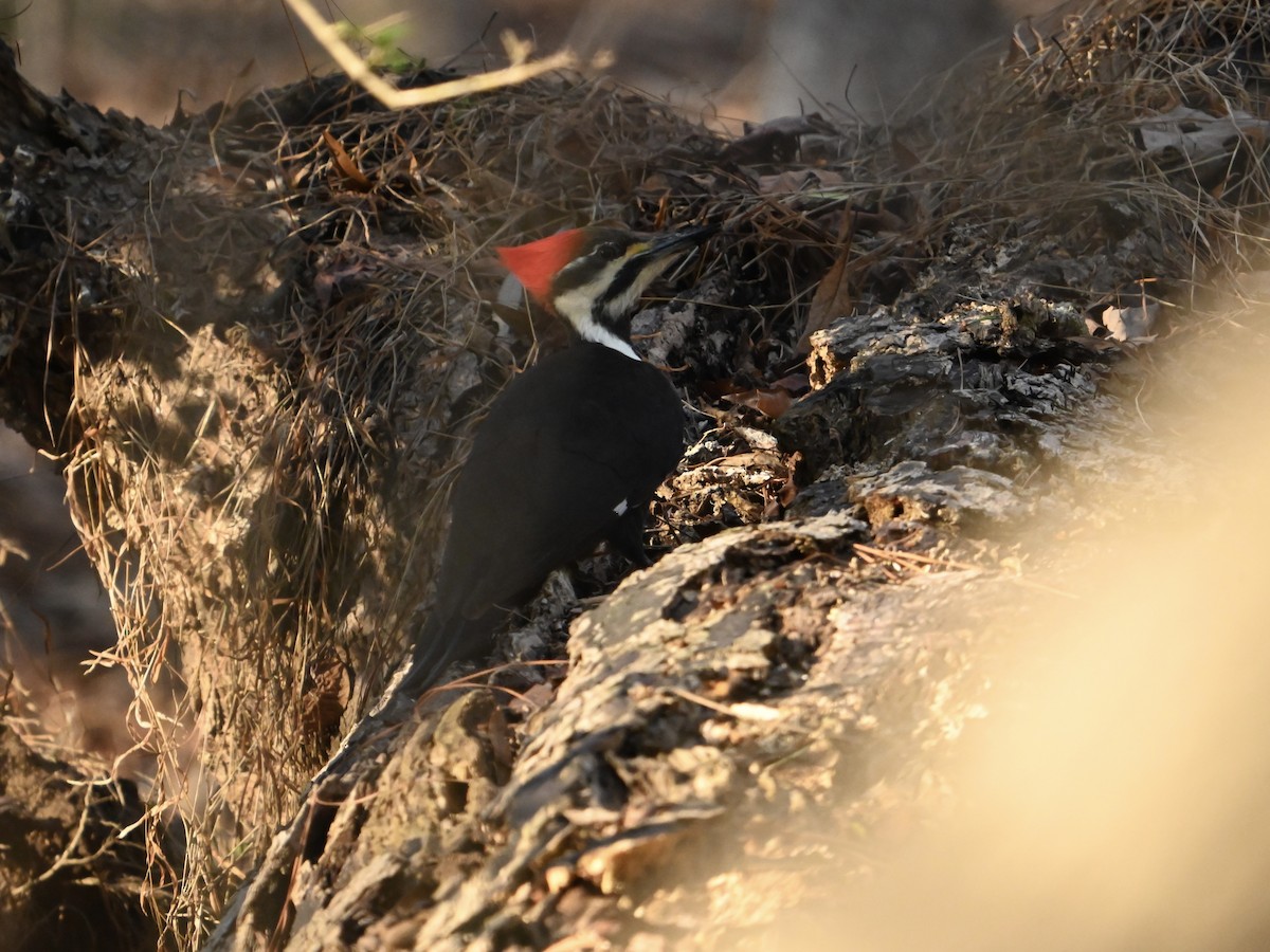 Pileated Woodpecker - William Woody