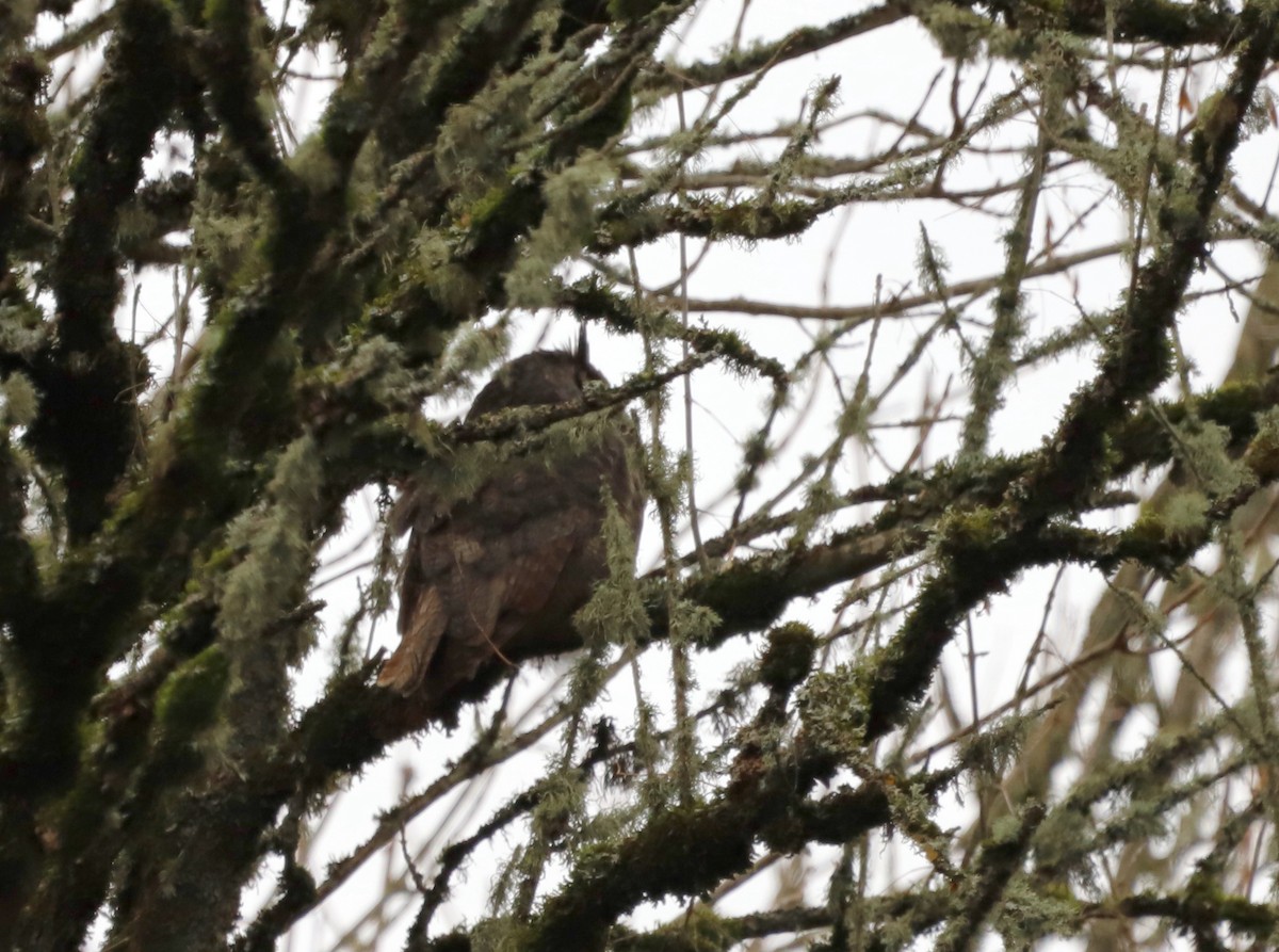 Great Horned Owl - ML613532362