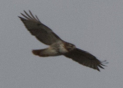 Red-tailed Hawk - ML613532391