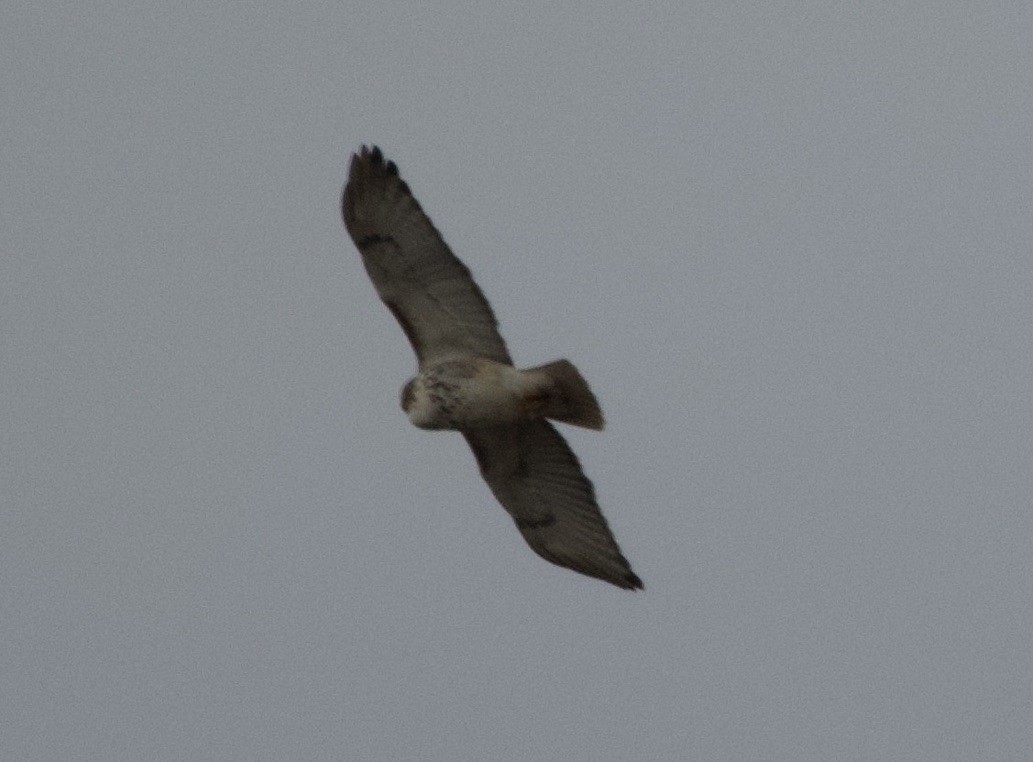 Red-tailed Hawk - ML613532393