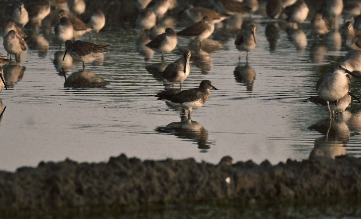 Surfbird - Cristhian Ureña