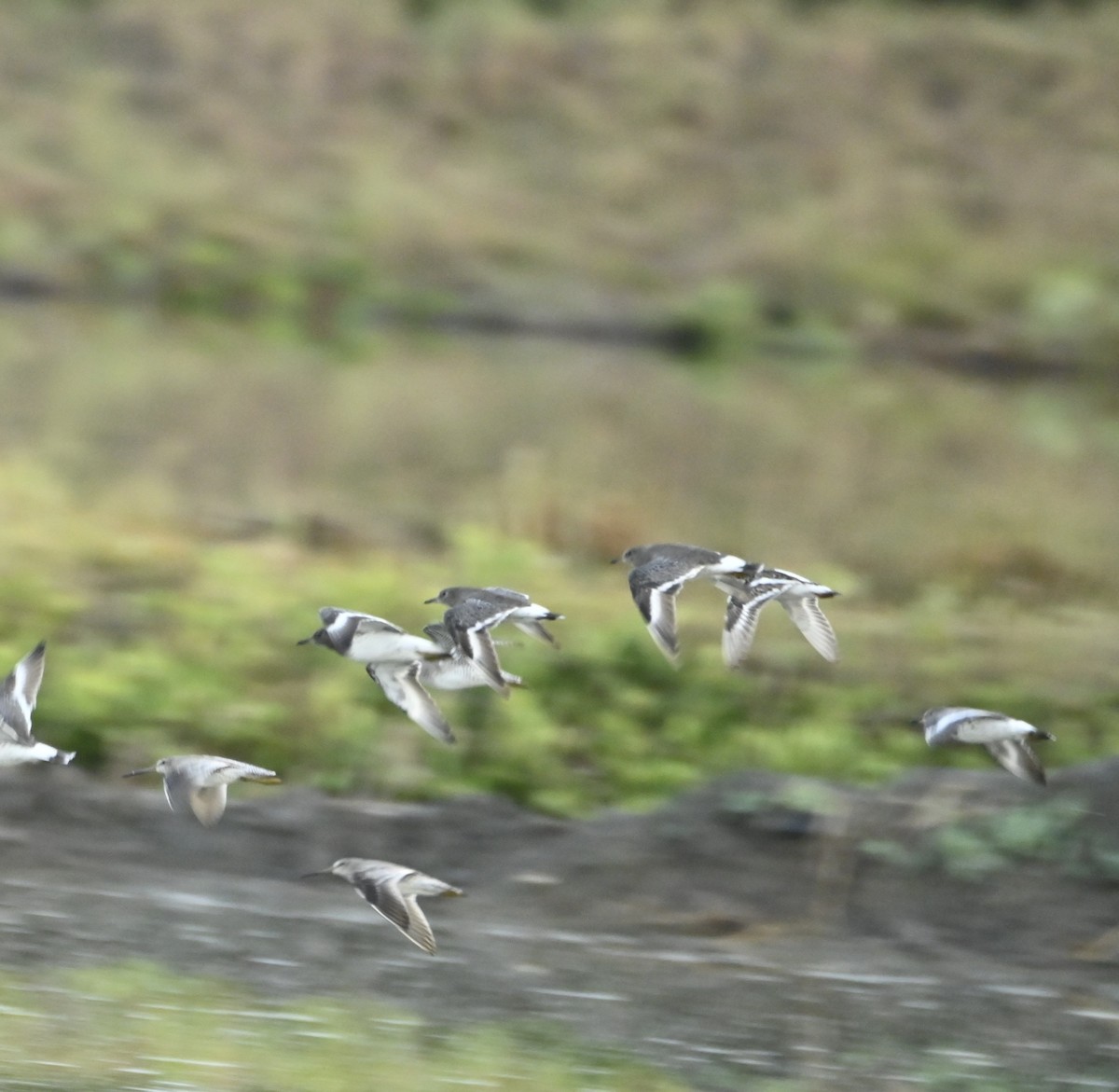 Surfbird - ML613532430