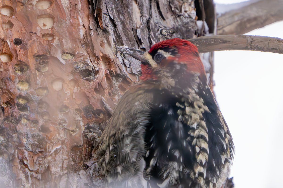 Red-naped x Red-breasted Sapsucker (hybrid) - ML613532464