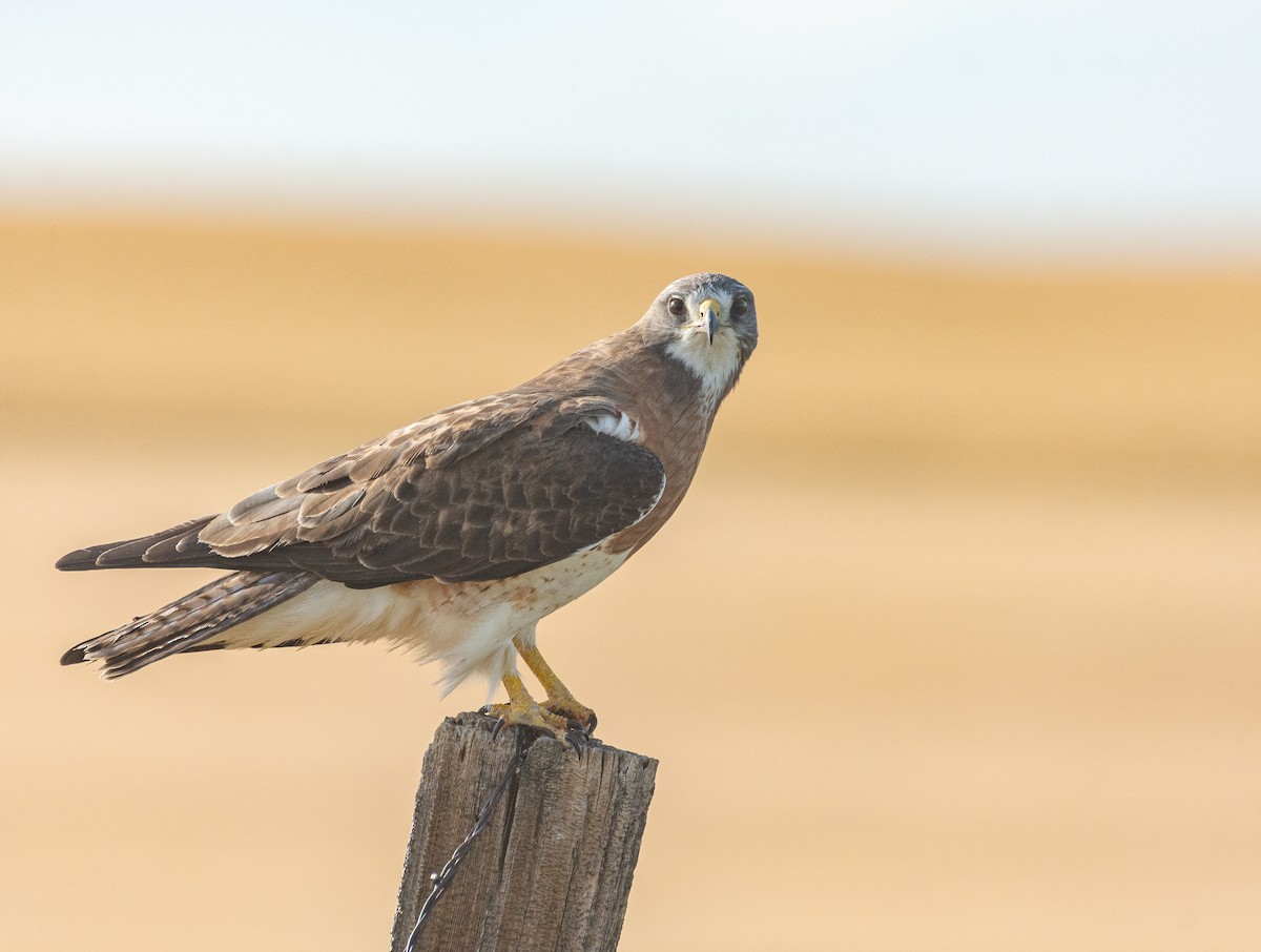 Swainson's Hawk - ML613532499