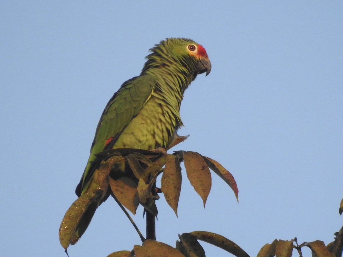 Red-lored Parrot - ML613532504