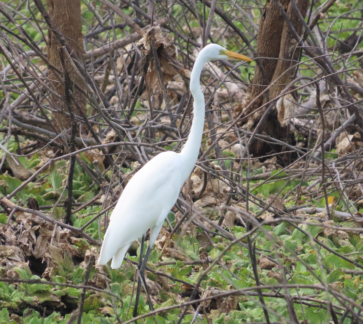 Great Egret - ML613532549