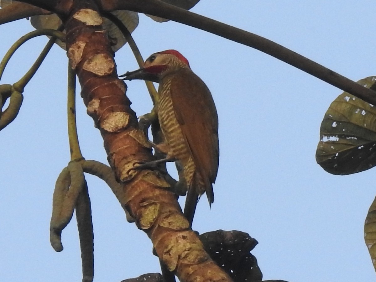 Golden-olive Woodpecker - ML613532629