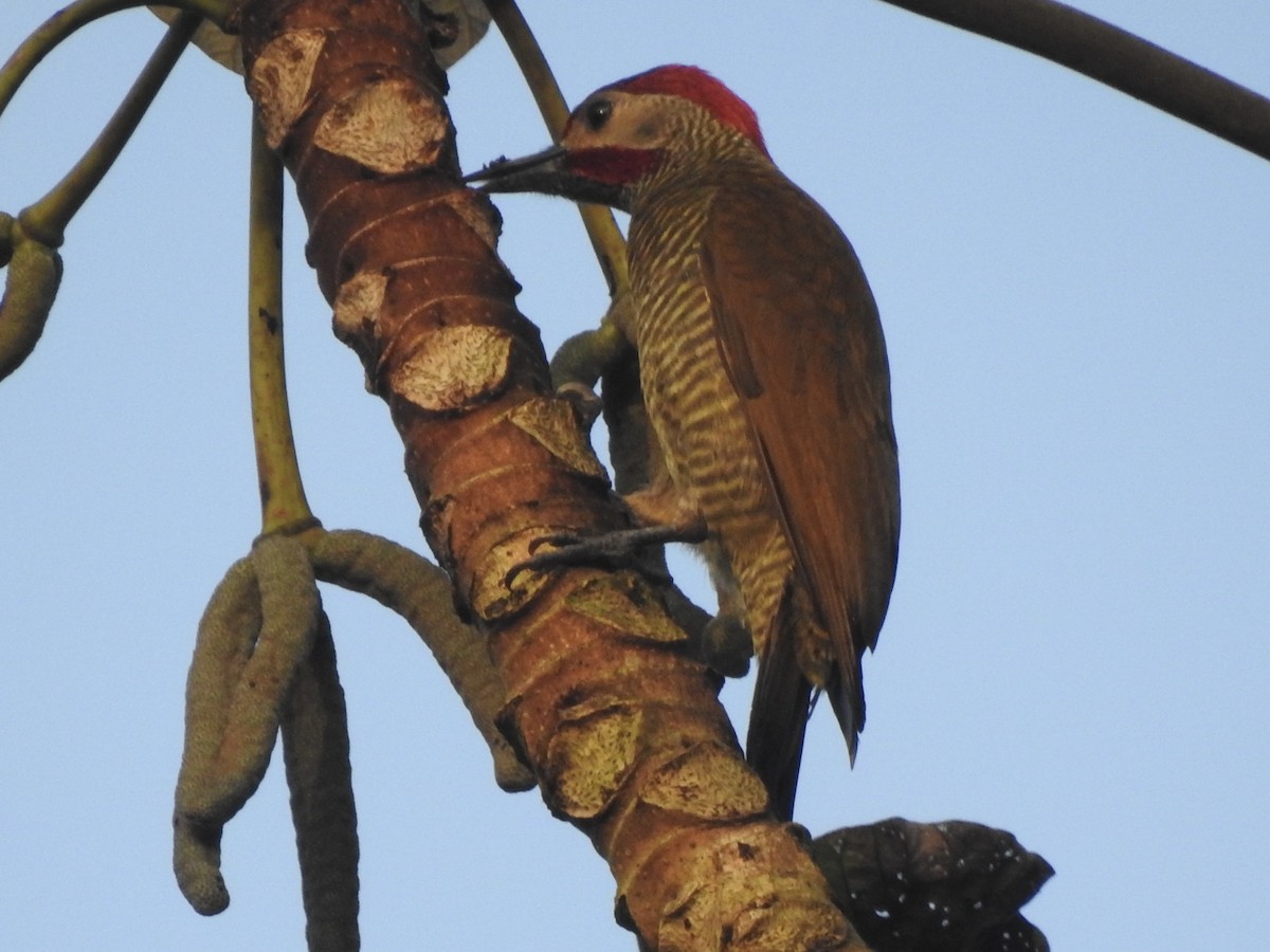 Golden-olive Woodpecker - ML613532666