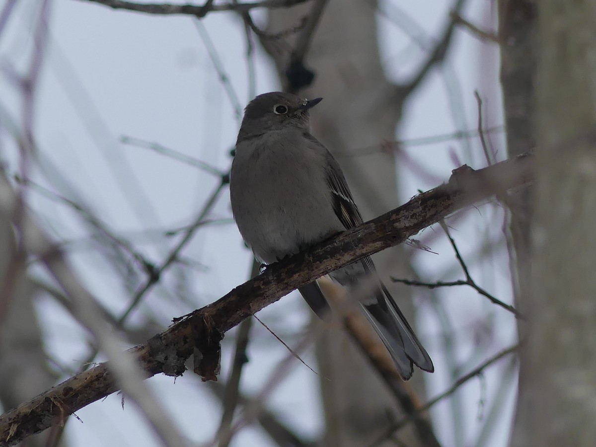 Townsend's Solitaire - ML613532683