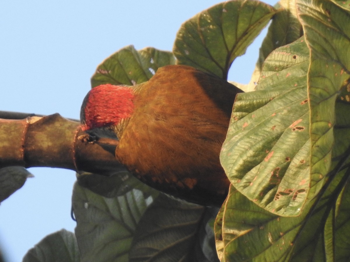 Golden-olive Woodpecker - ML613532702