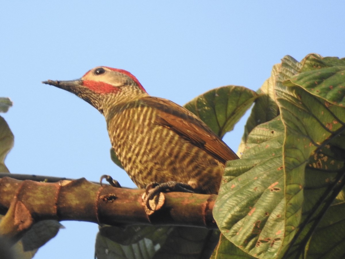 Golden-olive Woodpecker - ML613532714