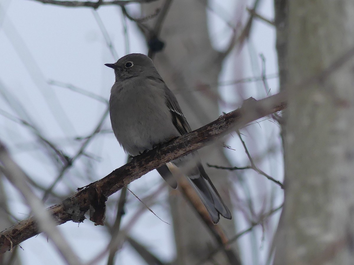 Townsend's Solitaire - Jacynthe Fortin