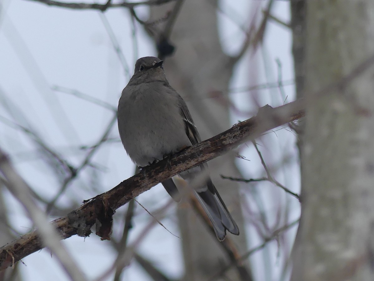 Townsend's Solitaire - ML613532717
