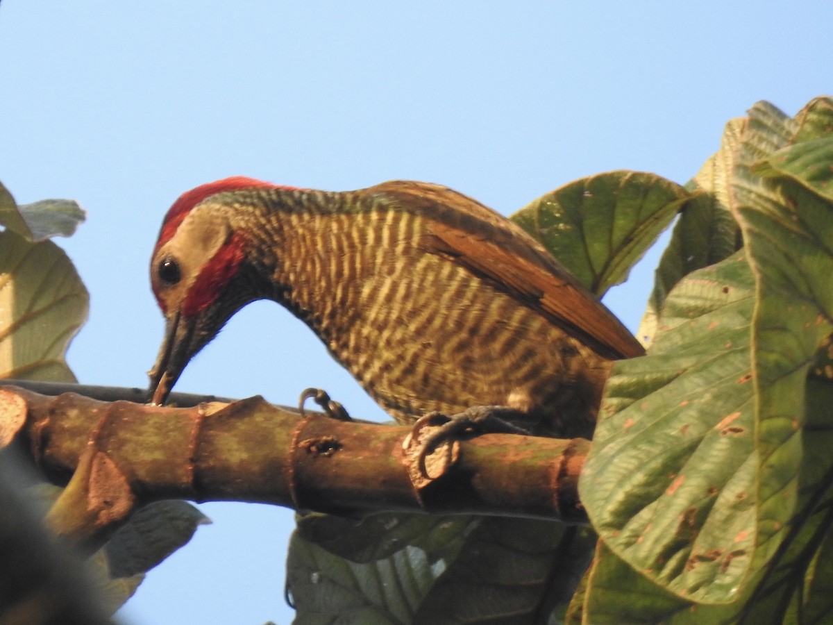 Golden-olive Woodpecker - Victoria Vosburg