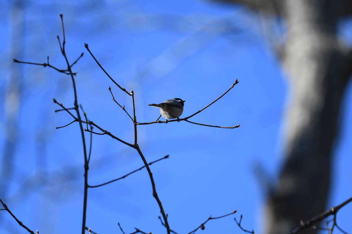 Carolina Chickadee - joe demko