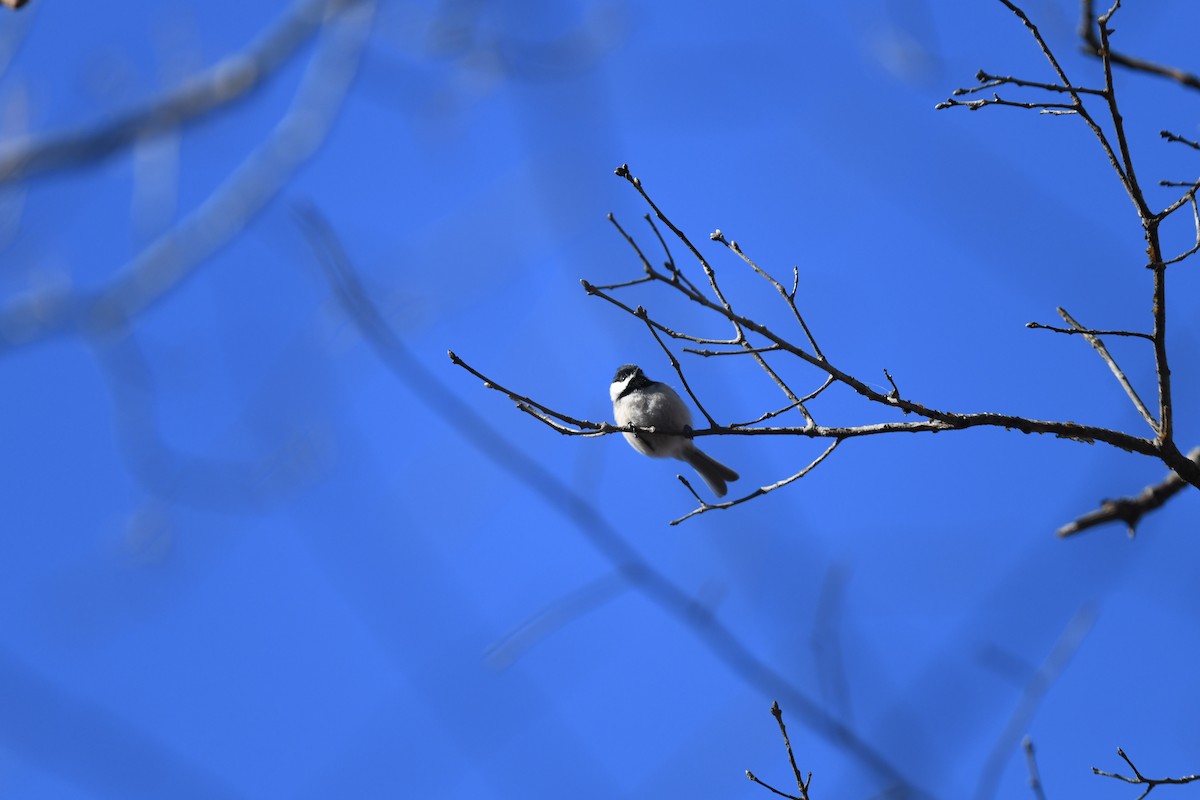 Carolina Chickadee - ML613532790