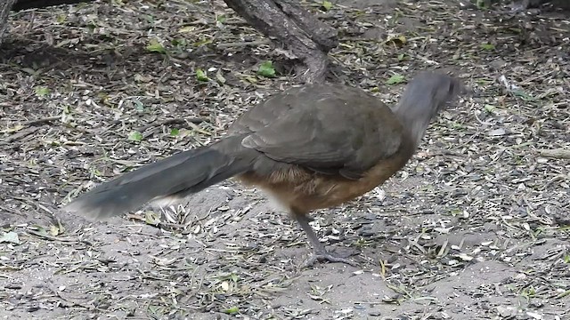 Plain Chachalaca - ML613532796