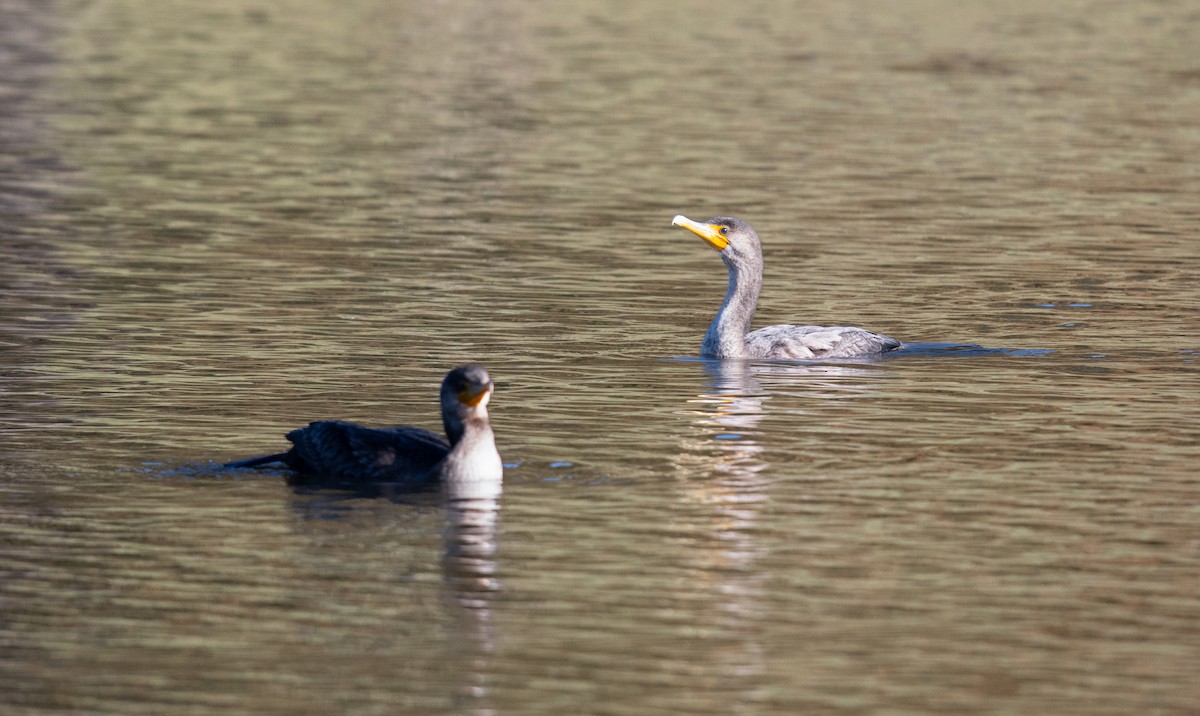 Double-crested Cormorant - ML613532801