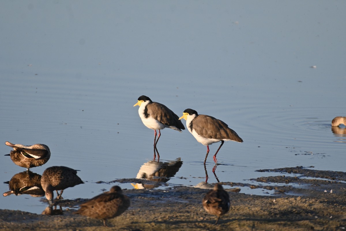 Masked Lapwing - ML613532803