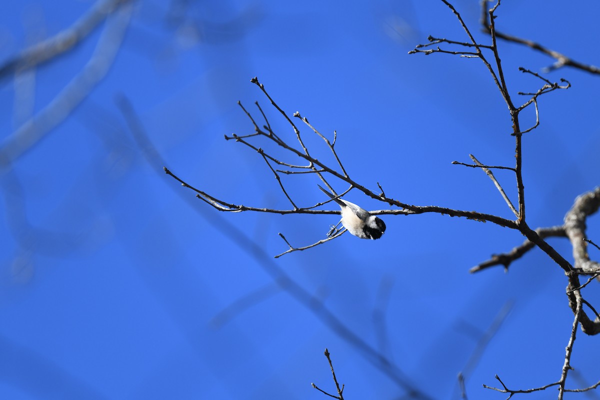 Carolina Chickadee - joe demko