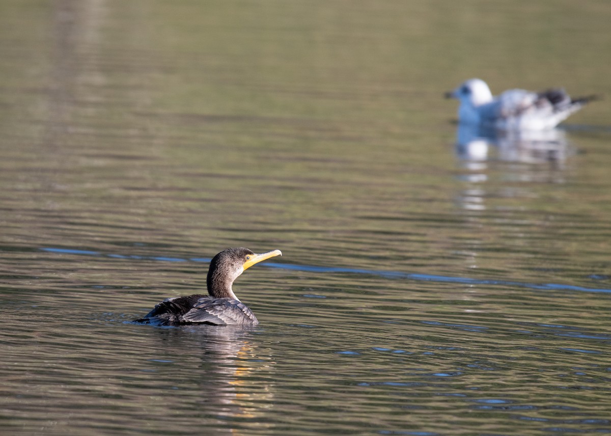 Double-crested Cormorant - ML613532806