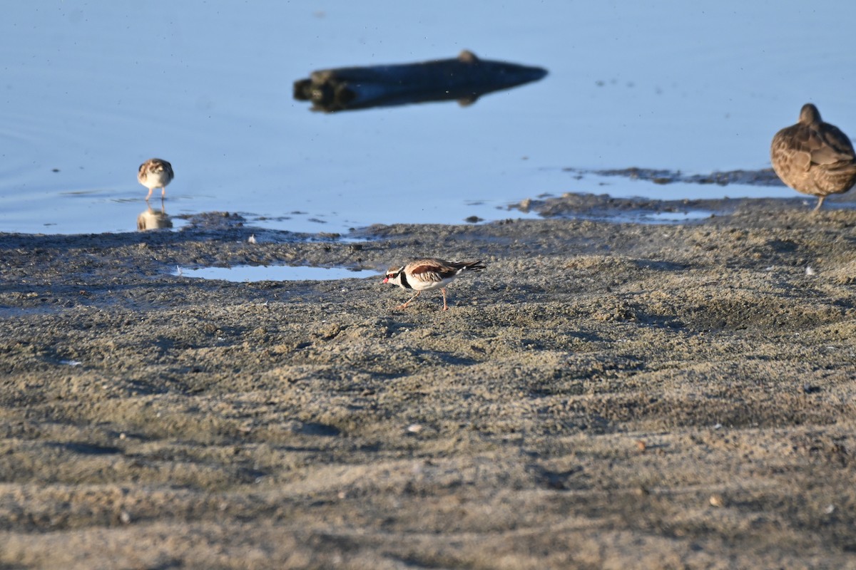 Black-fronted Dotterel - ML613532807