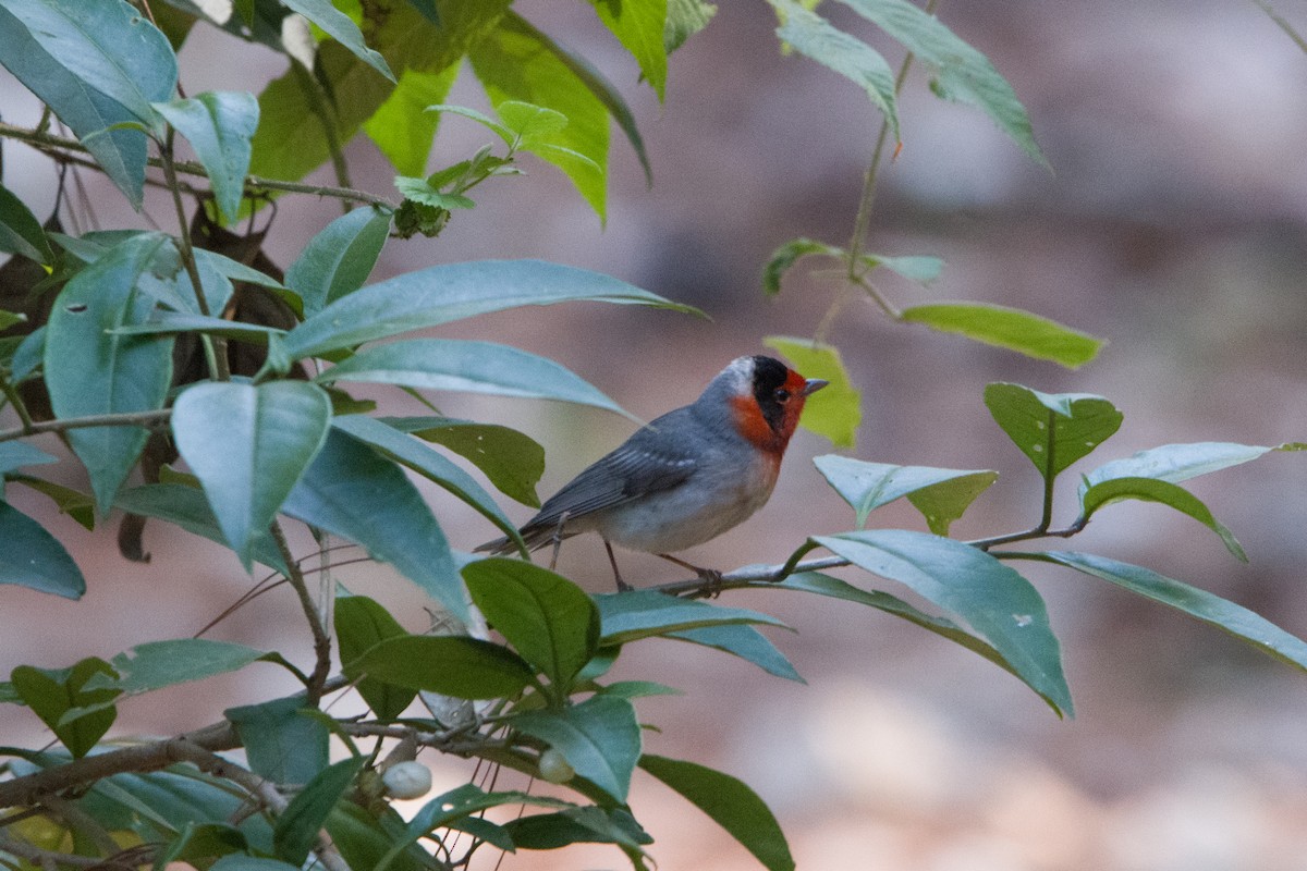 Red-faced Warbler - ML613532846