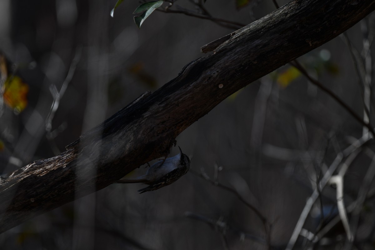 Brown Creeper - ML613532972