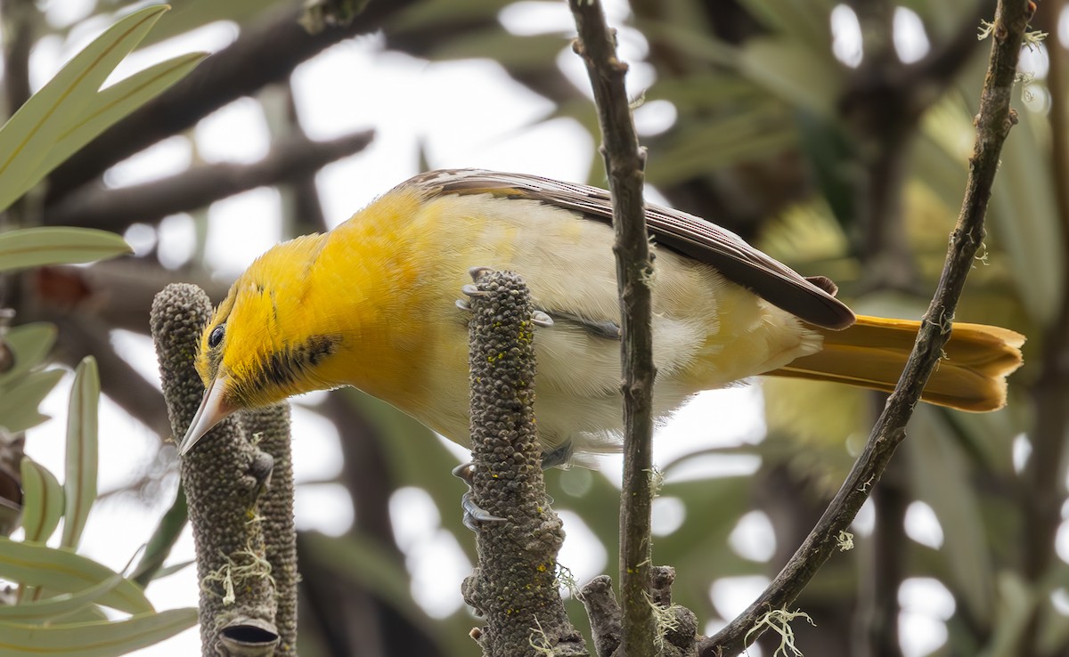 Bullock's Oriole - ML613532987