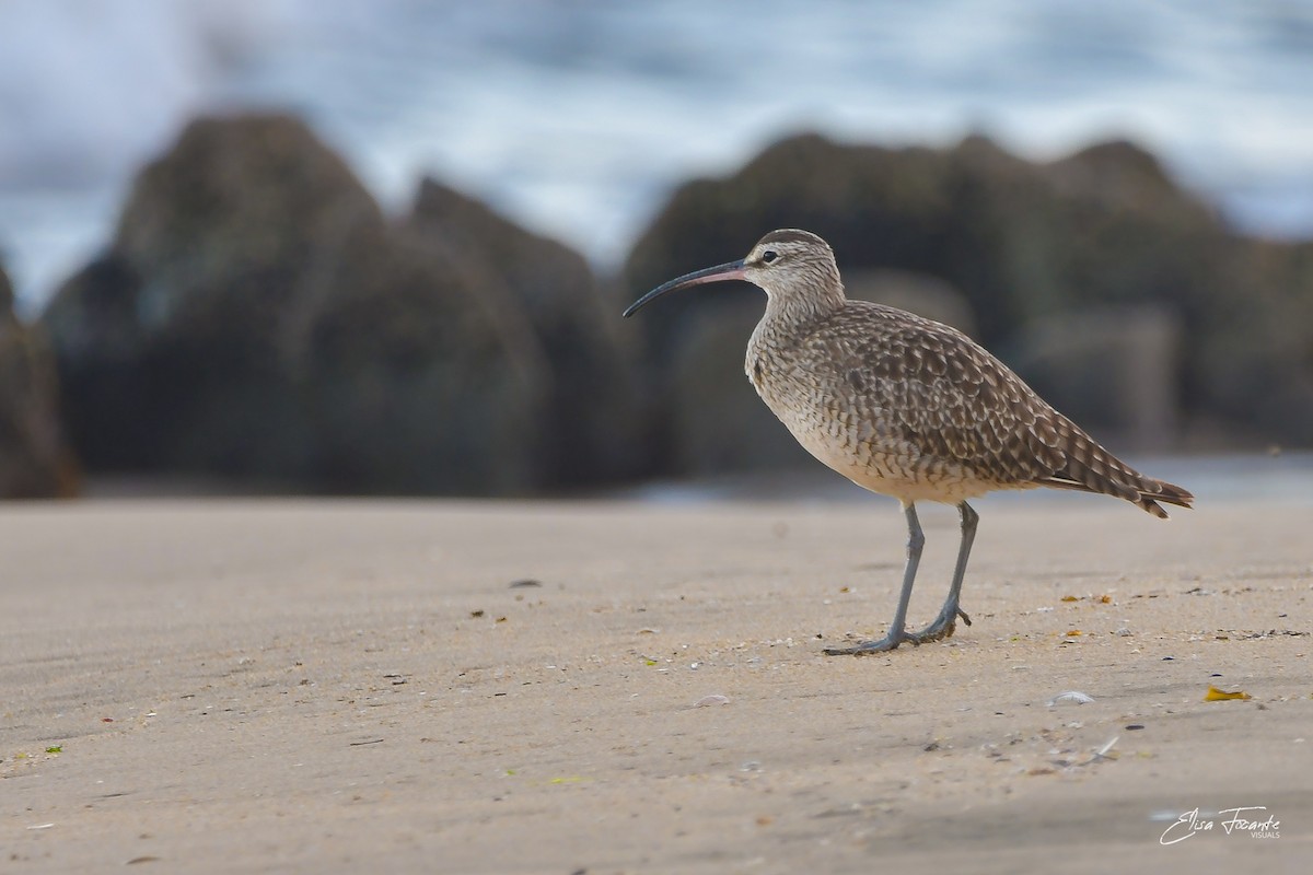 Whimbrel - ML613533005