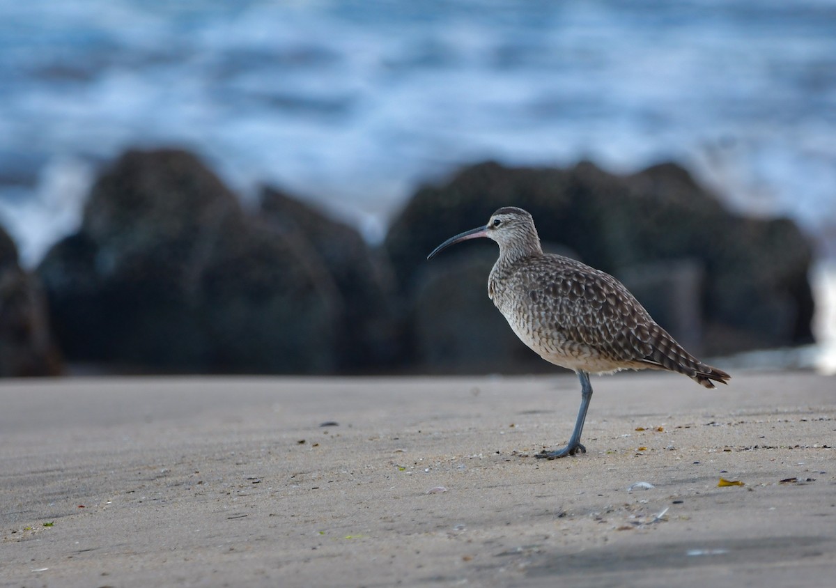 Whimbrel - ML613533006