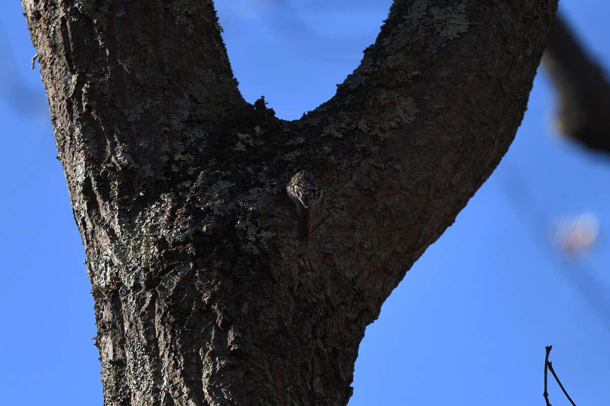 Brown Creeper - joe demko