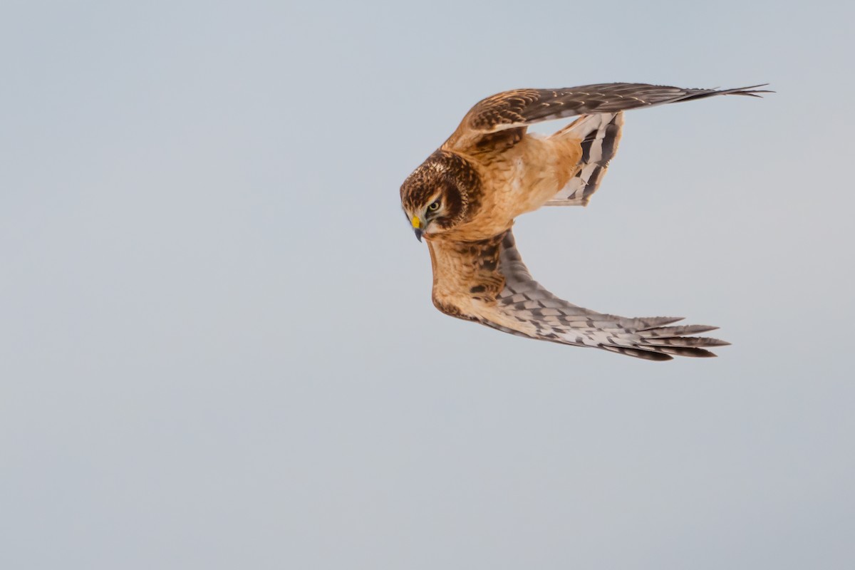 Northern Harrier - ML613533011